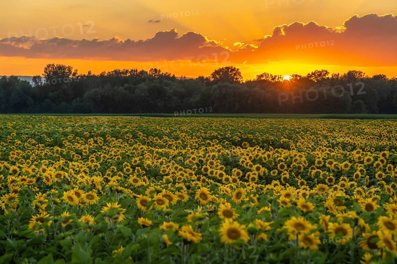 Fields of sunflowers or sun at sunset (Helianthus annuus) grown for its edible seeds, flour and oil. Alsace, France, Europe