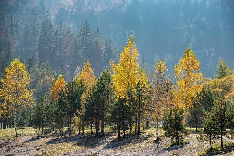 Scenic autumn forest at Crystal Lake in the Julian Alps, Slovenia, Europe