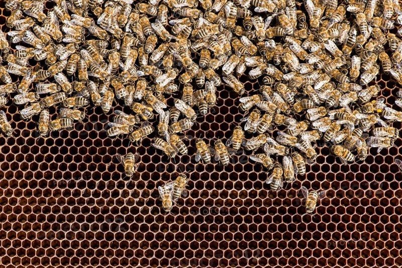 Close up honeycombs. Many bees on honeycomb