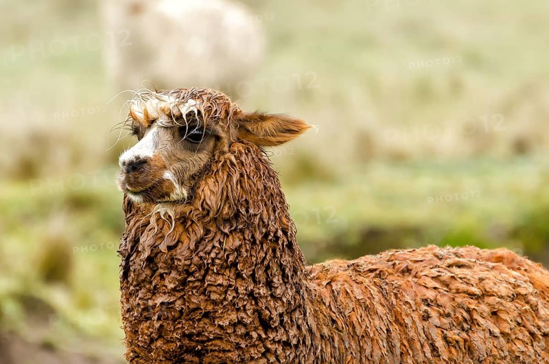 Alpaca
