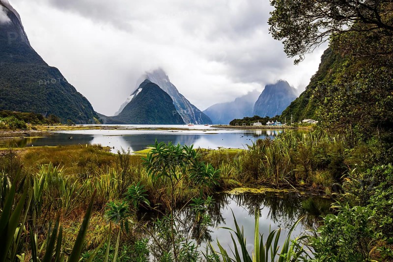Swampy, overgrown marsh grass coast of the fjord Milford Sound. Sunlight breaks through storm clouds. New Zealand is a magical land of fairy tales. Concept of photographic, exotic and active tourism