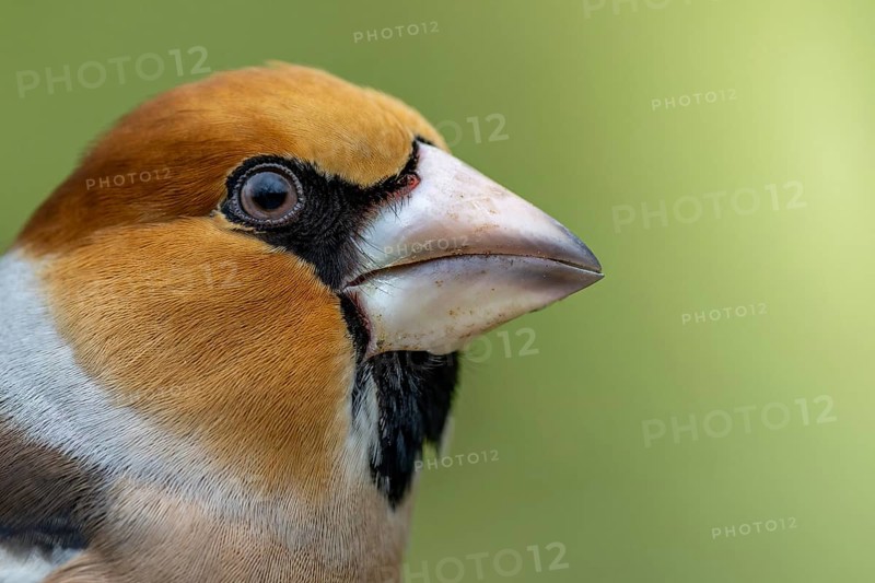 Male hawfinch (Coccothraustes coccothraustes) close-up, protected forest, Black Forest, Germany, Europe