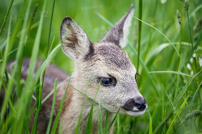 Young wild roe deer in grass, Capreolus capreolus. New born roe deer, wild spring nature