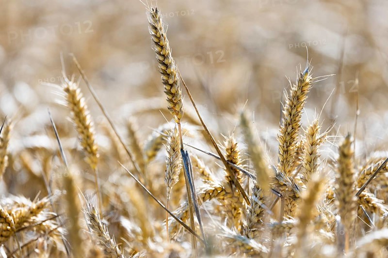 Beautiful golden wheat field with ears of wheat standing close together, Coxhill, Shepherdswell, Dover, Kent, Great Britain