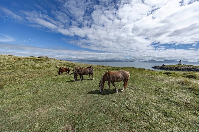 Brown horses grazing in a green meadow by the sea with Twr Mawr Lighthouse in the background, Ynys Llanddwyn, Newborough, Anglesey, Wales, United Kingdom, Europe