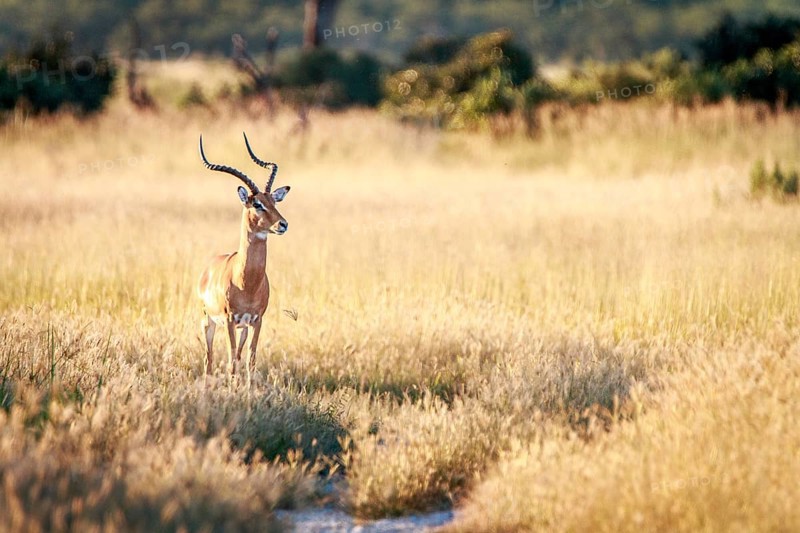 An Impala starring at the camera in the Chobe National Park, Botswana, Africa