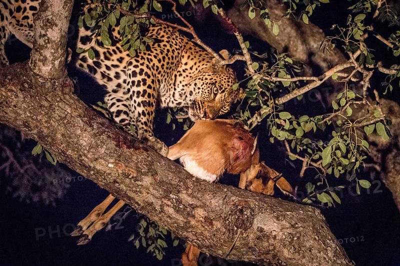 A female Leopard with a kill in the Sabi Sand Game Reserve, South Africa, Africa