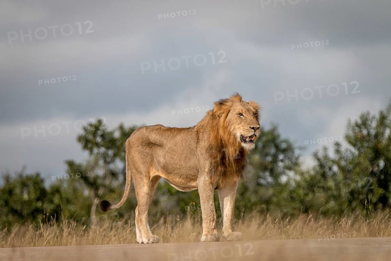 A Lion standing on the road in the Sabi Sand Game Reserve, South Africa, Africa