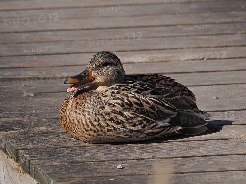 Mallard (Anas platyrhynchos)