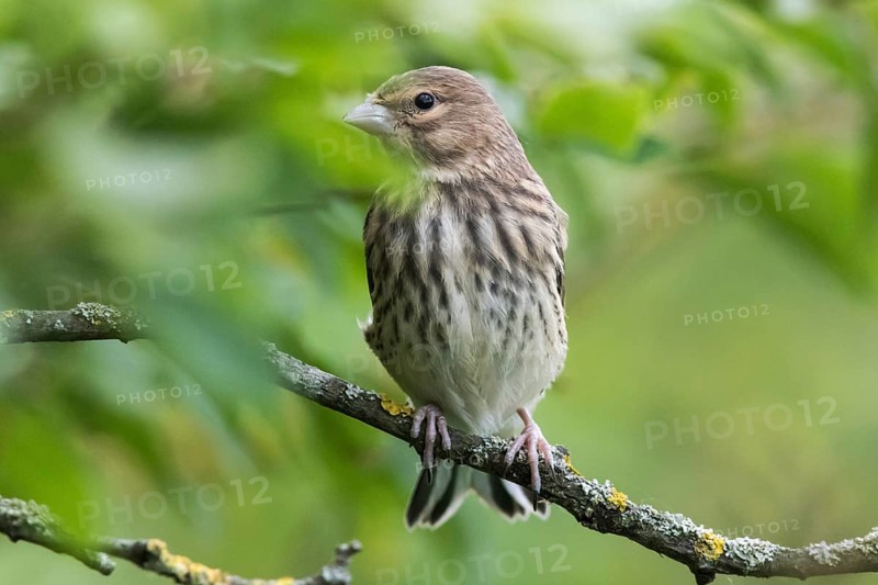 Common linnet (Carduelis cannabina)