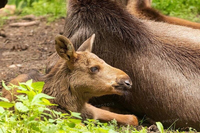 Moose (Alces alces)