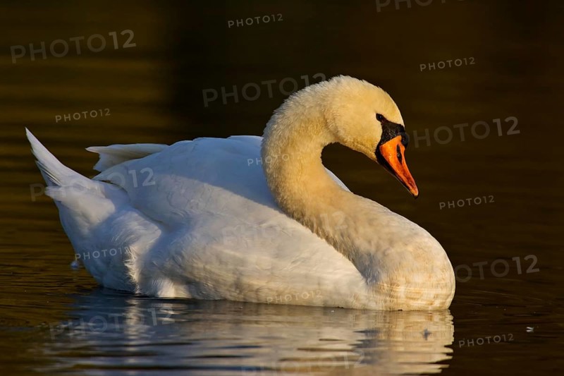 Swan (Cygnus olor)