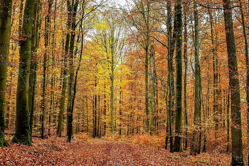 Autumn forest