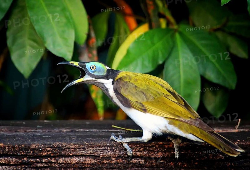 Blue-eared Honeyeater (Entomyzon cyanotis)