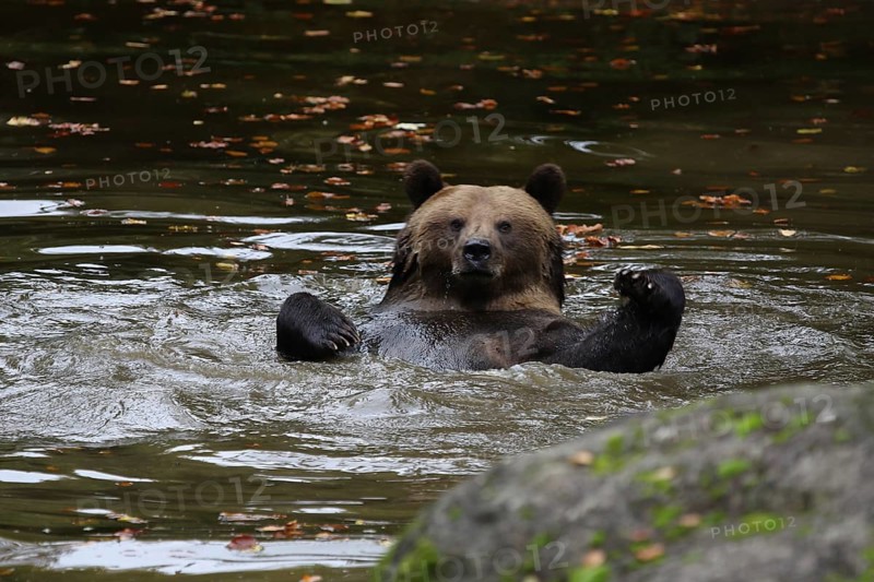 Brown bear (Ursus arctos)