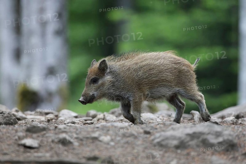 Wild boar (Sus scrofa)