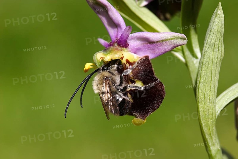 Bumblebee orchid with pollinator (Ophrys holoserica)