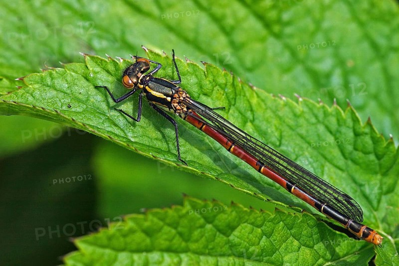 Large red damselfly, female (Pyrrhosoma nymphula)