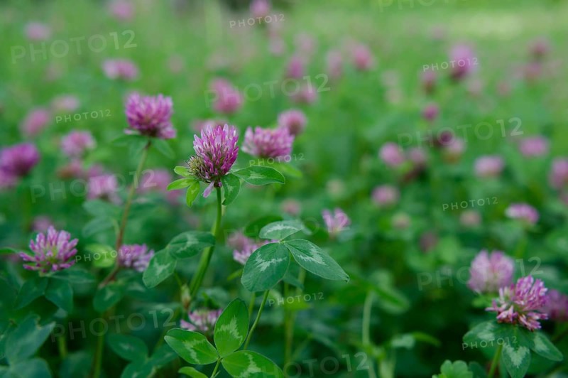 Meadow clover (Trifolium pratense), clover, meadow, flowering meadow, clover grass, green manure, biogas plant, agriculture, Schwäbisch Hall, Hohenlohe, Germany, Europe