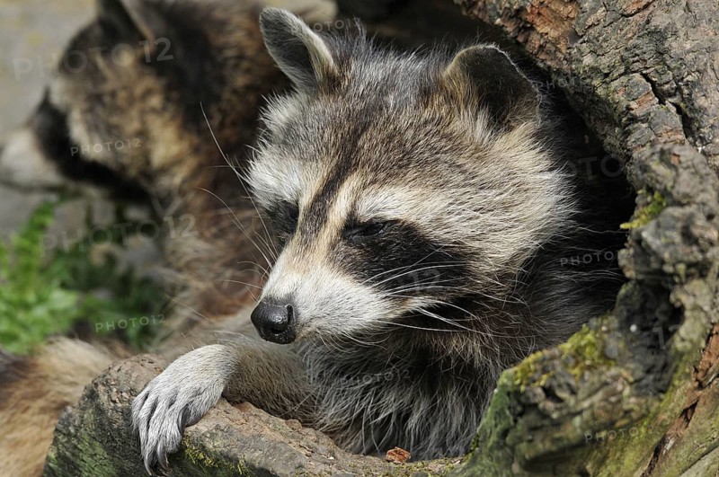 Raccoon (Procyon lotor)