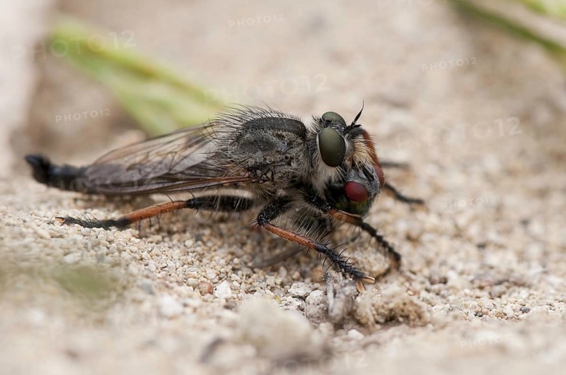 Robber fly