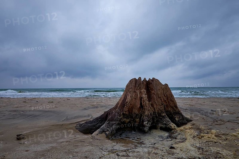 Wild and romantic Darßer Weststrand, Darß, Western Pomerania Lagoon National Park, Germany, Europe