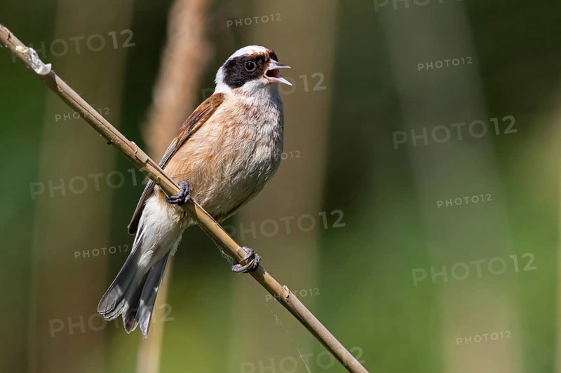 Penduline Tit, (Remiz pendulinus), Rémiz penduline, animals, birds, tits, family of Penduline Tits, Lake Neusiedl, Illmitz, Burgenland, Austria, Europe