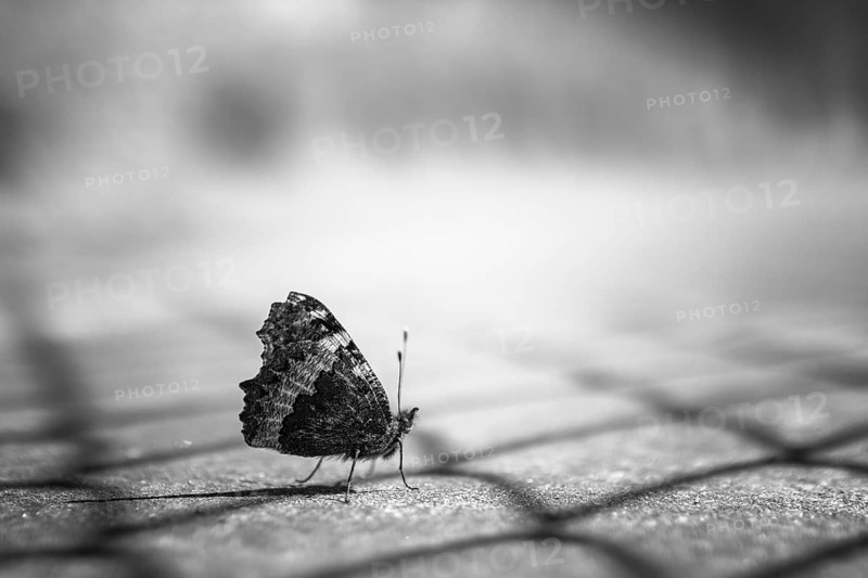 Close up of a butterfly in black and white, on blurry background
