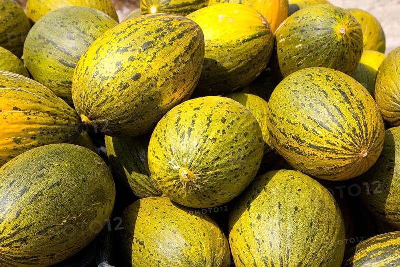 Crhistmas melon or Santa Claus Piel de Sapo fruit
