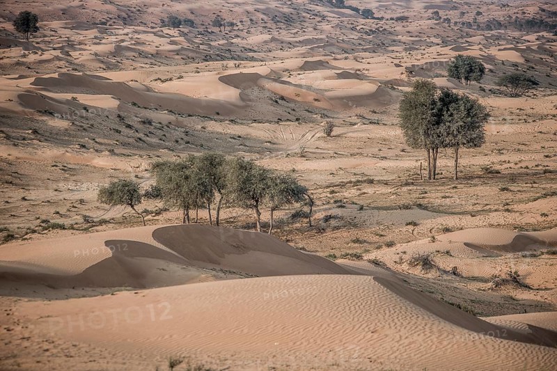 The Desert, Ras al Khaimah, United Arab Emirates, Asia