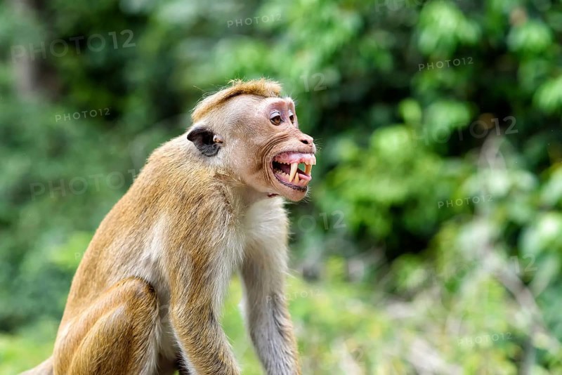 Ceylon hat monkey
