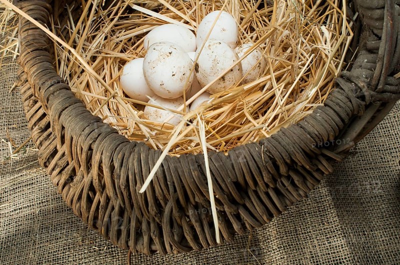 Organic white eggs from domestic farm. Eggs in vintage basket