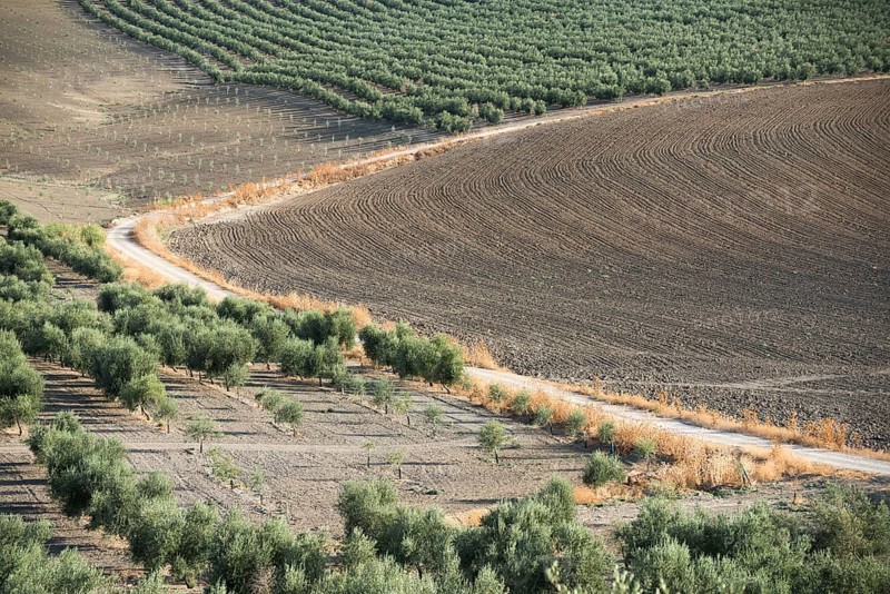 Olive trees and dirt road in olive plantation