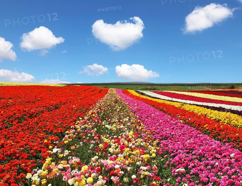Blooming red and yellow buttercups in spring. Kibbutz huge flower fields