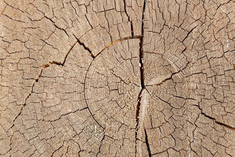Cross-section of a tree trunk with annual rings