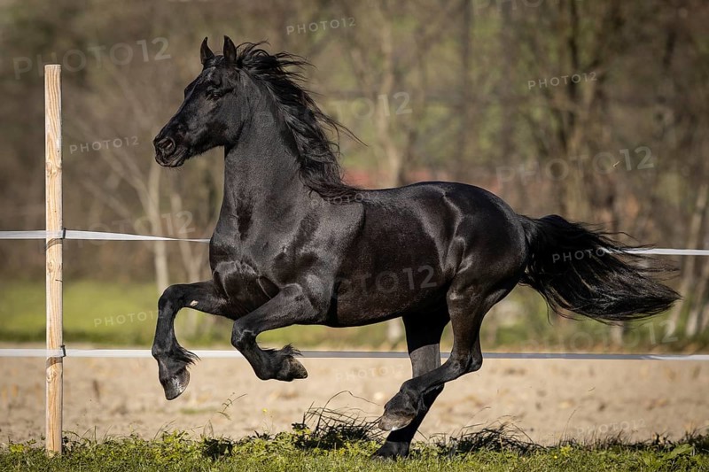 Frisian gelding in the pasture in autumn