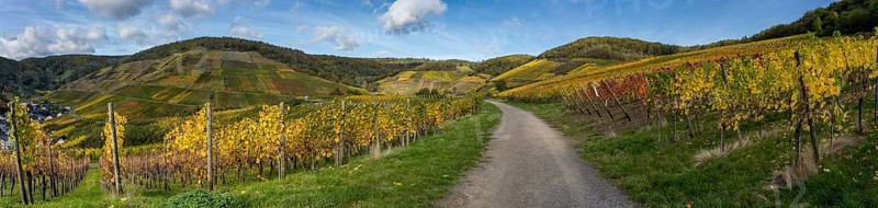 Hiking on the red wine trail in the Ahr valley with sunshine in autumn