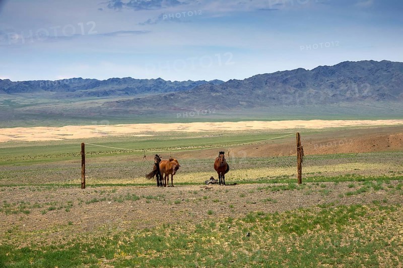 Mongolian horses tied on a rope holder in Gobi desert, Mongolia, Asia