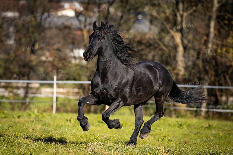 Frisian gelding in the pasture in autumn