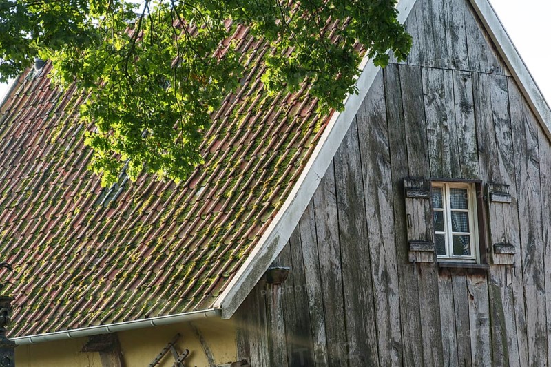 Partial view of an old building with wooden walls and shingle roof, green tree in the foreground, weseke, münsterland, germany