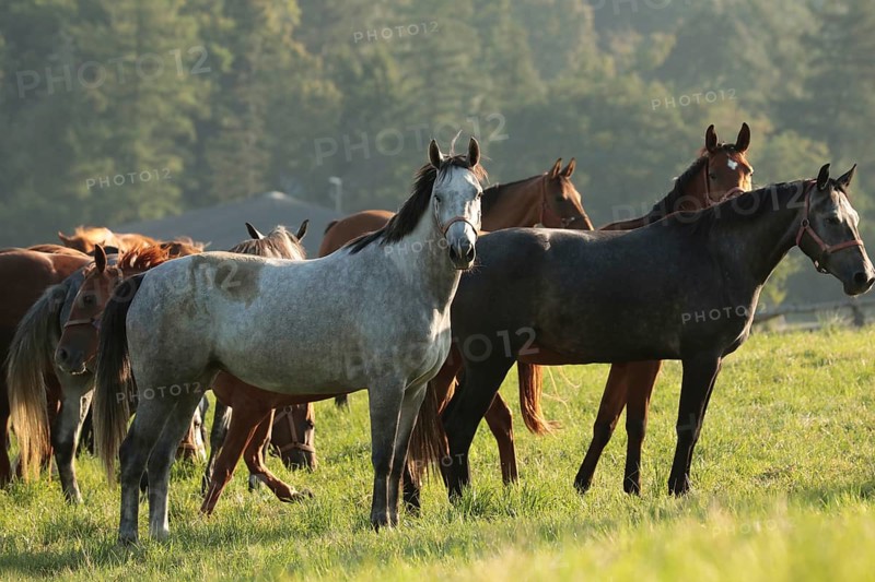Mares in the pasture on a sunny morning