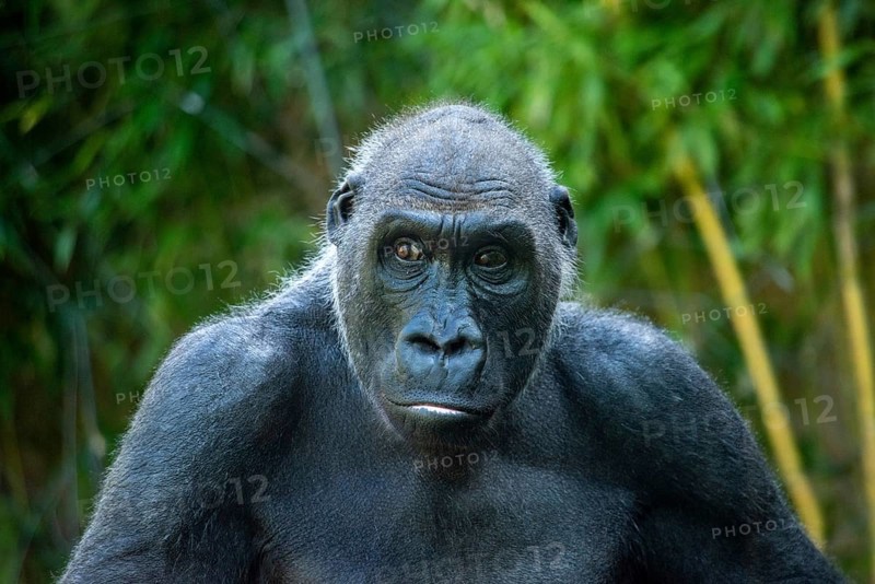 Beautiful Gorilla with a fascinating intelligent expression in the Hellabrunn Zoo in Munich, Germany, Europe