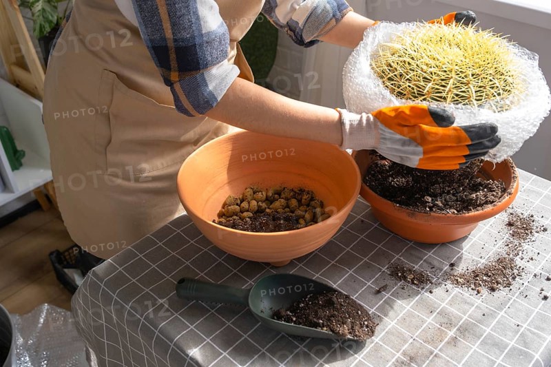 Repotting overgrown home plant large spiny cactus Echinocactus Gruzoni into new bigger pot. A woman in protective gloves wraps a cactus with a bubble wrap so as not to prick herself