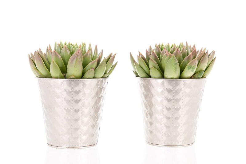 Two succulent plants in metal flower pots isolated over white background