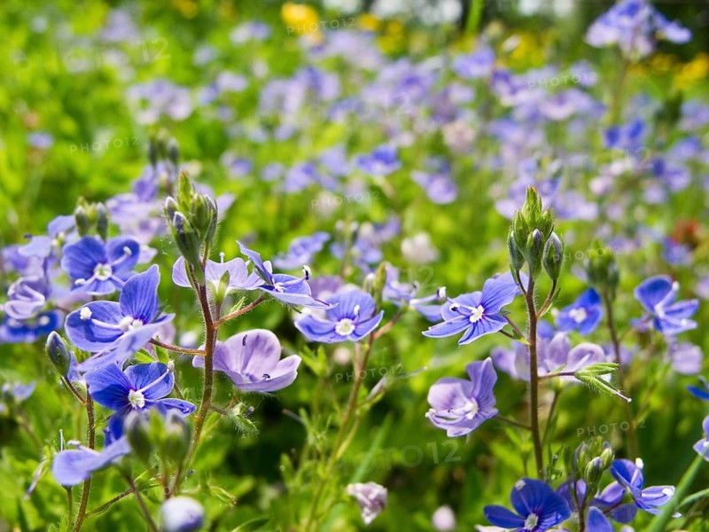 Blue flower, Germander Speedwell, Bird's-eye Speedwell, Veronica chamaedrys, on a meadow, Germany, Europe