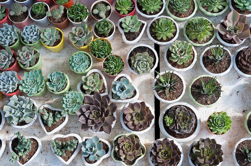 Many cacti in pots for sale, top view