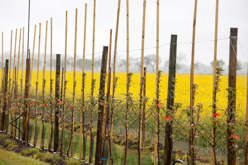Apple plantation, Altes Land, Lower Saxony, Germany, Europe