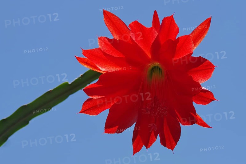 Flower of an Easter cactus, Hatiora