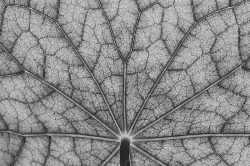 Bottom view of the leaf surface of a nasturtium in black, white