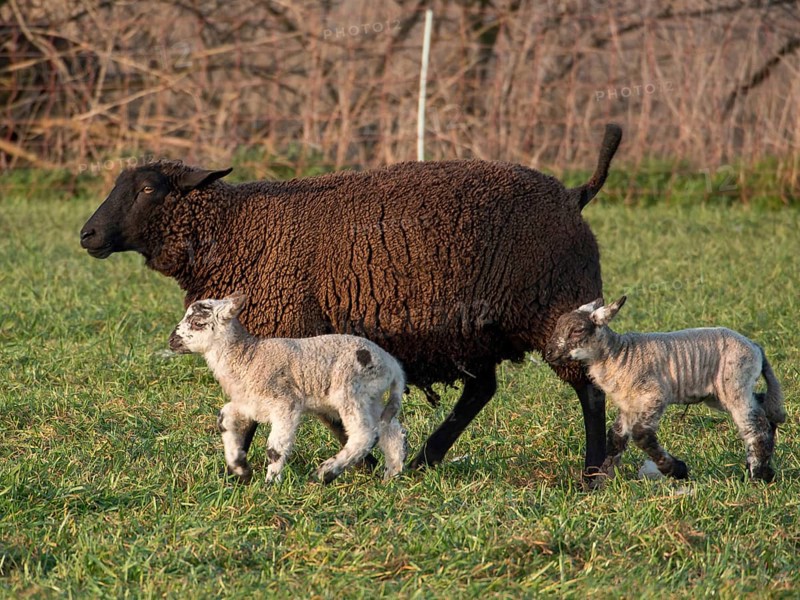 Brown sheep walks with two young lambs across a green pasture, Borken, münsterland, Germany, Europe